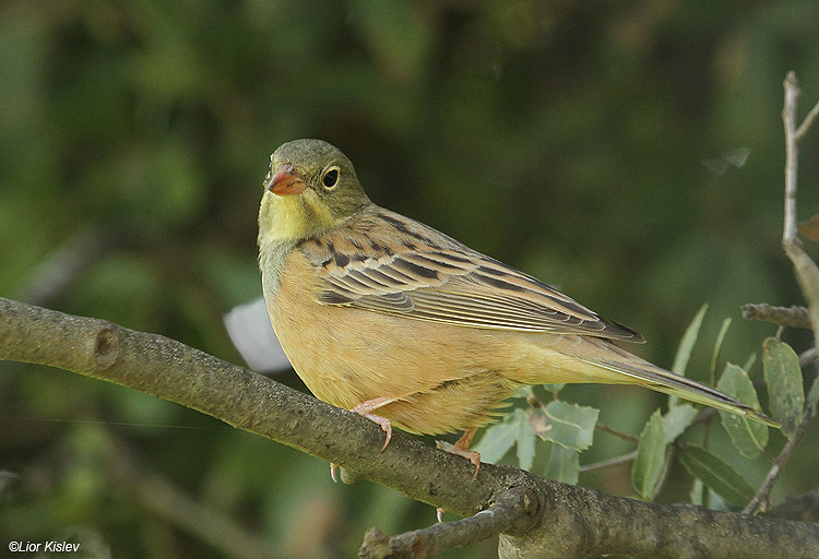  Ortolan Bunting Emberiza hortulana . Bacha valley Golan,15-04-11.Lior Kislev                 